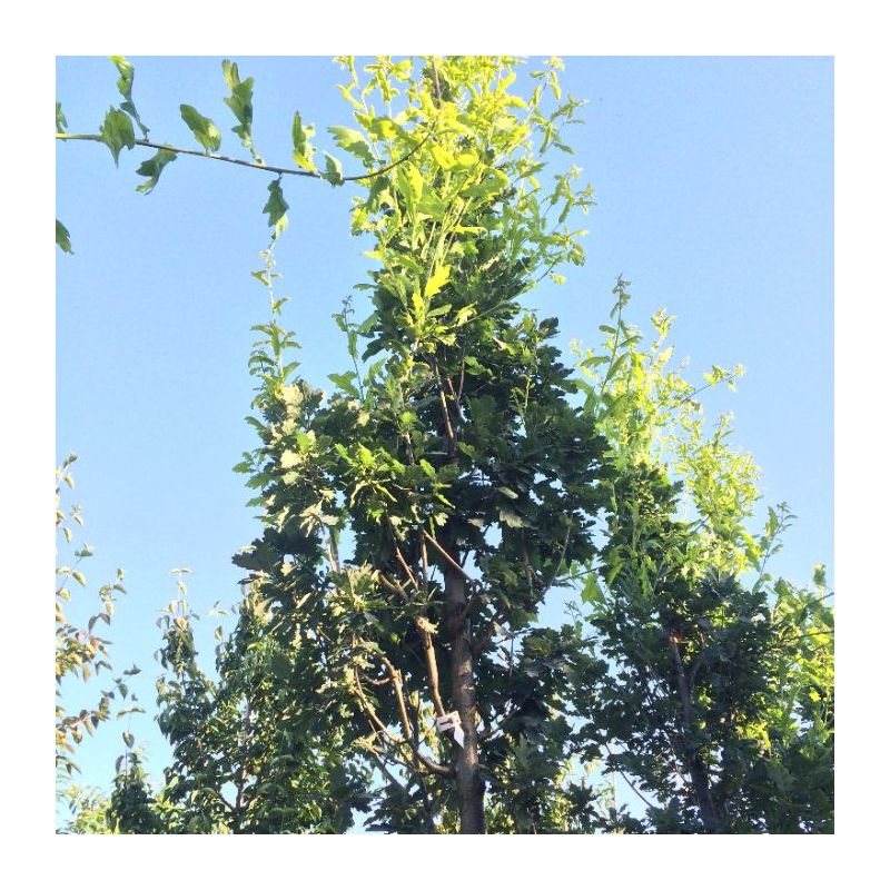 Quercus Fastigiata Koster