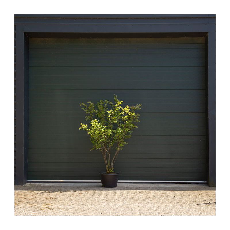 Amelanchier lamarckii - meerstammig 