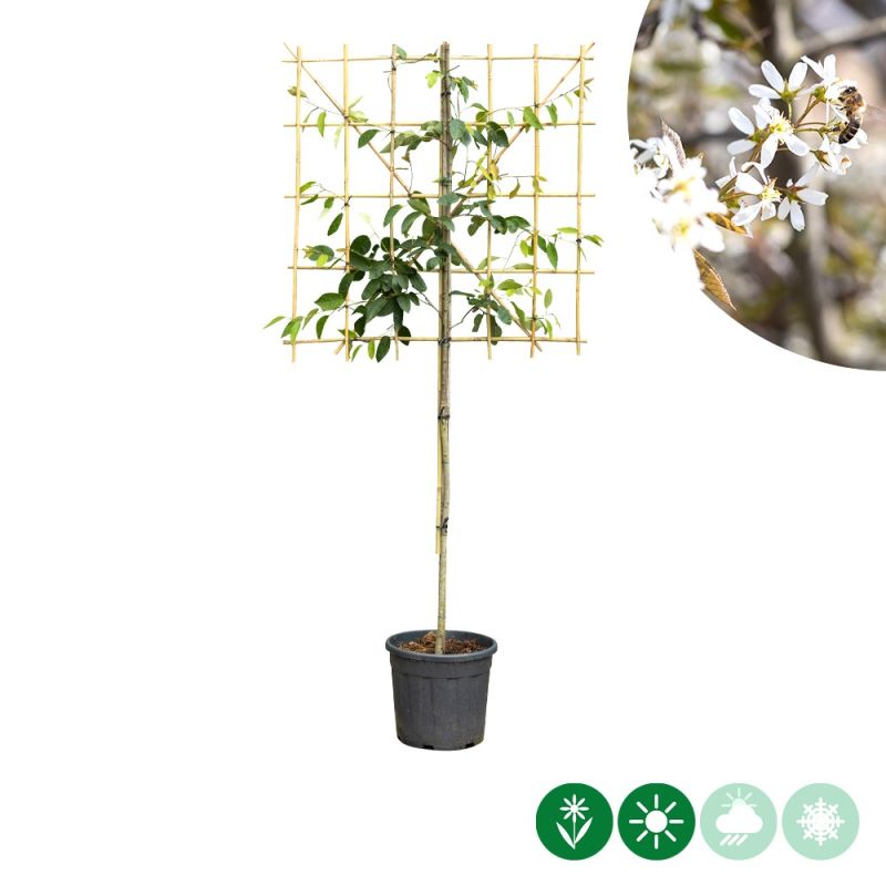 Amelanchier lamarckii - leiboom laagstam