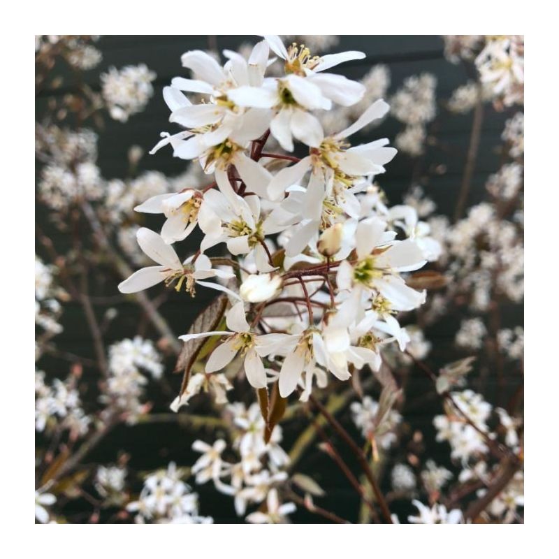 Amelanchier lamarckii - meerstammig 