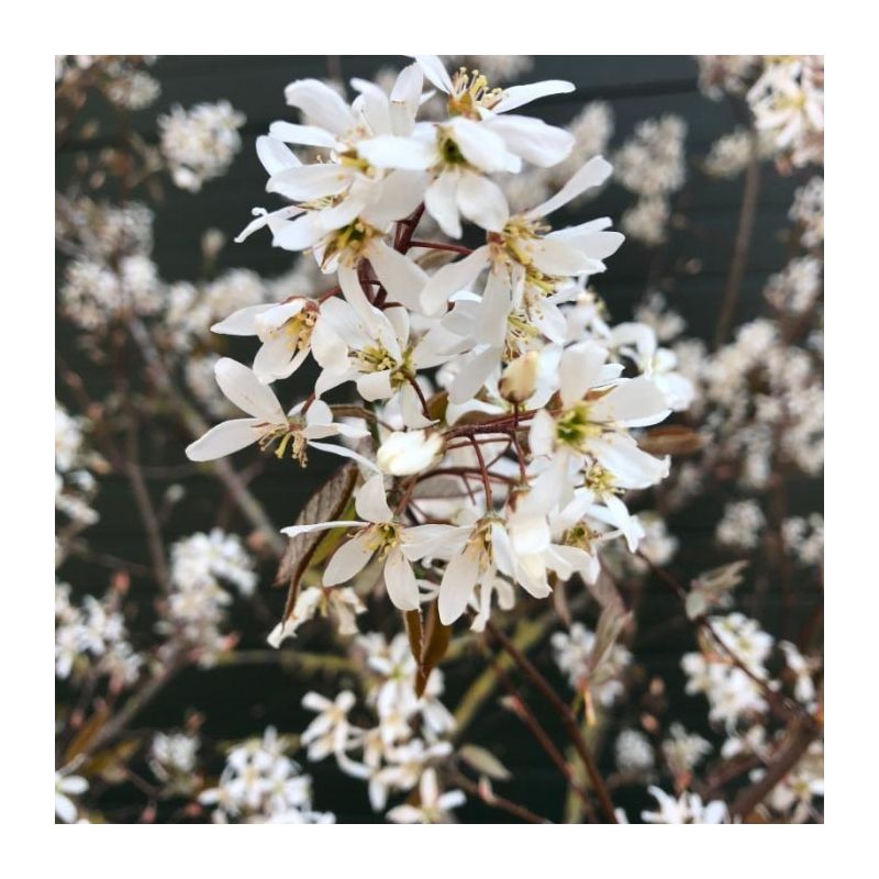 Amelanchier Lamarckii - meerstammig 