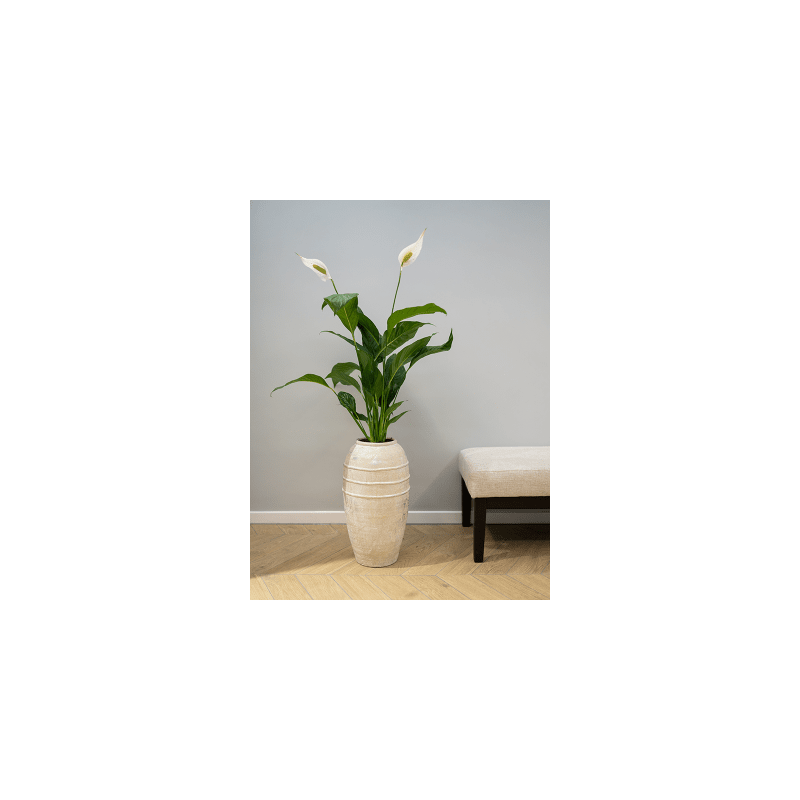 Kris Tall Ivory