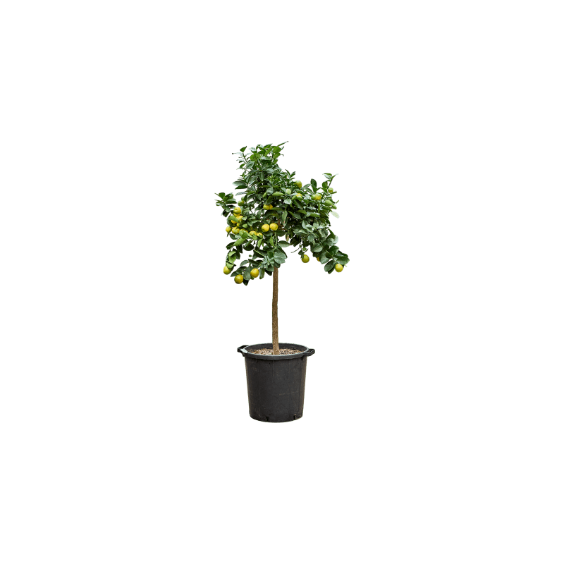 Citrus Kumquat Obovato