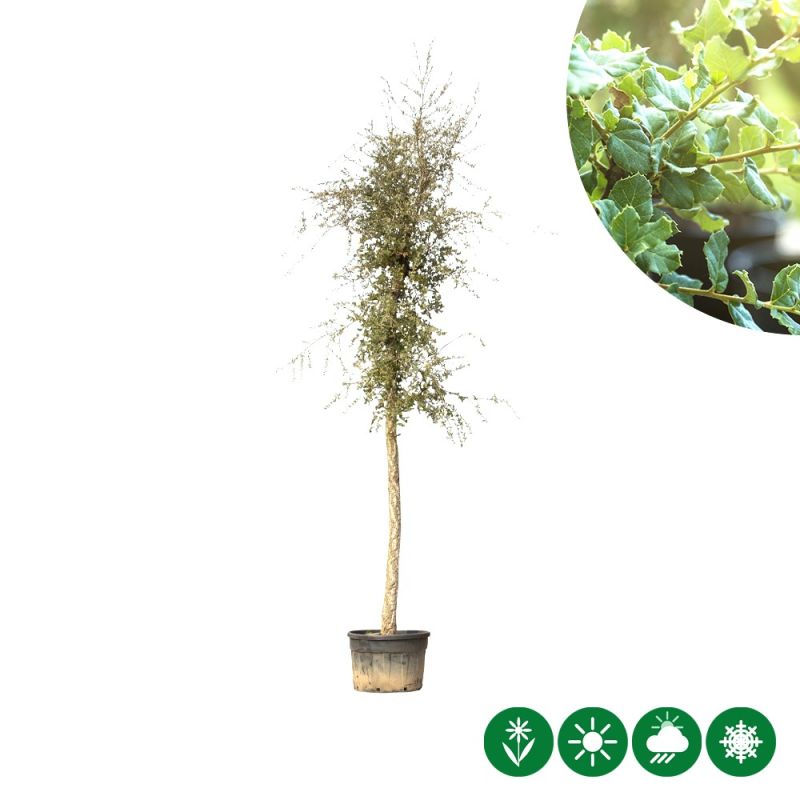 Quercus suber - volgroeid