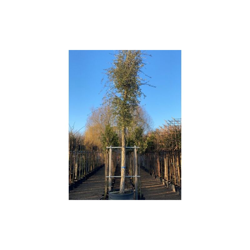 Quercus suber - volgroeid