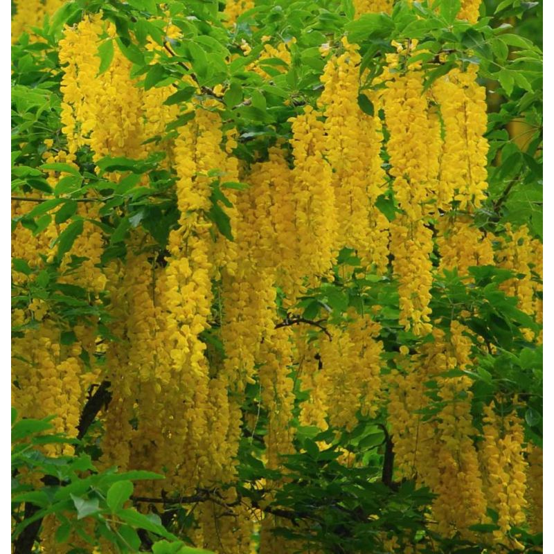 Laburnum Watereri Vossii 