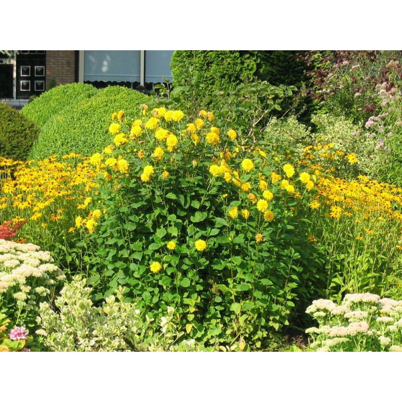 Rudbeckia laciniata 'Goldquelle'