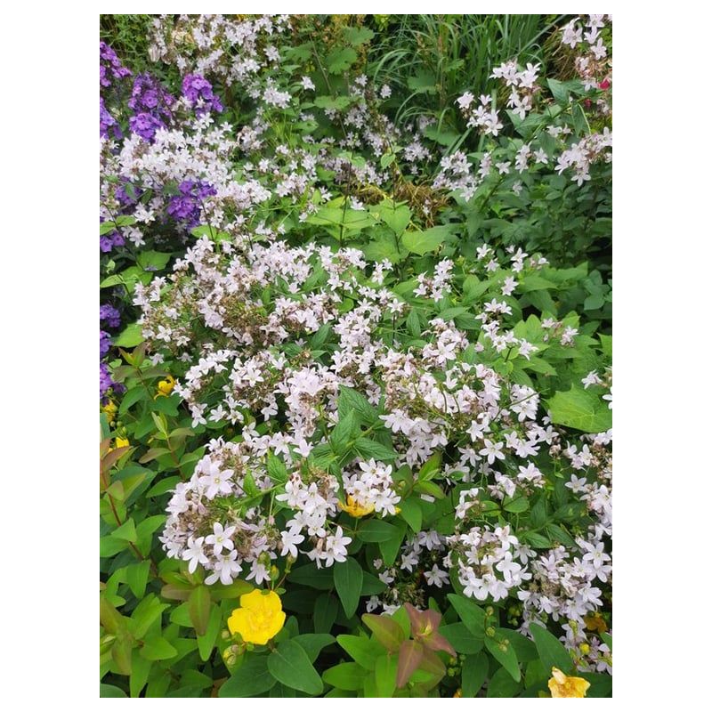 Campanula Loddon Anna 