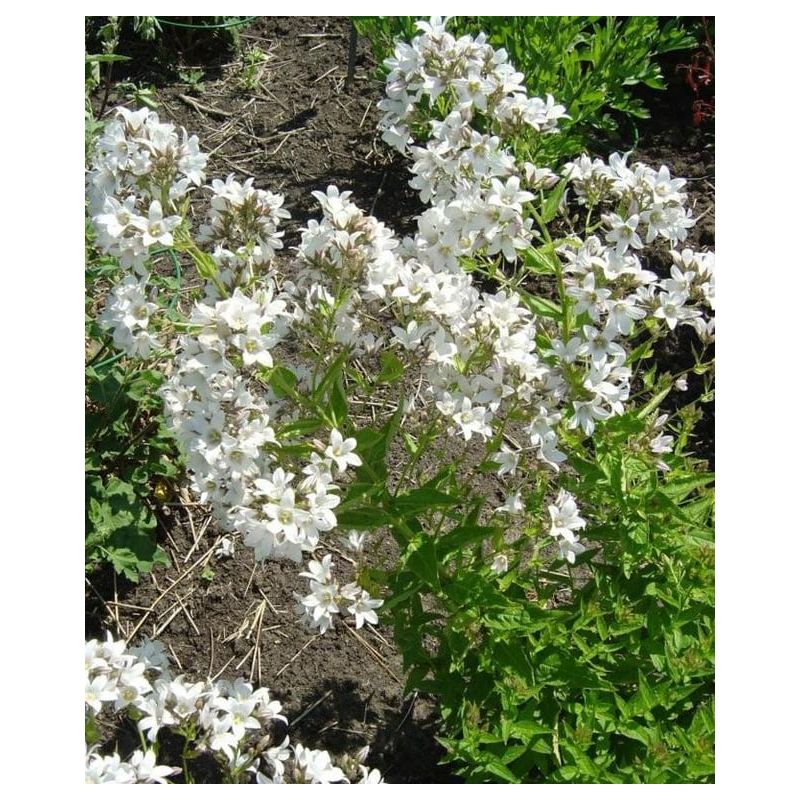 Campanula lactiflora Alba 
