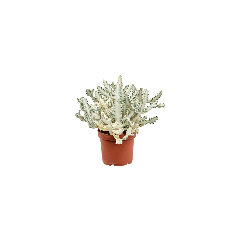 Euphorbia Ghost