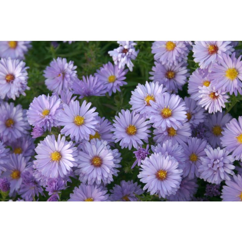 Aster 'Lady in Blue'