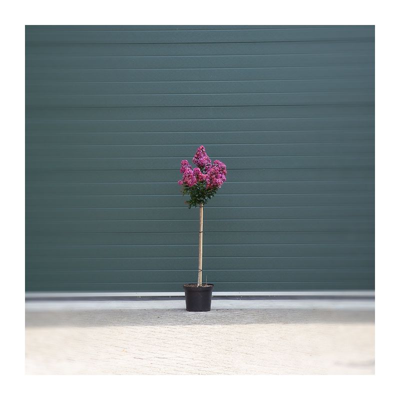 Lagerstroemia Indica Berry Dazzle