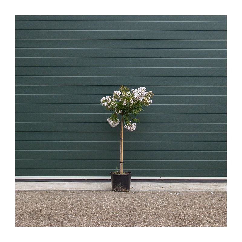 Lagerstroemia Indica Pixie White