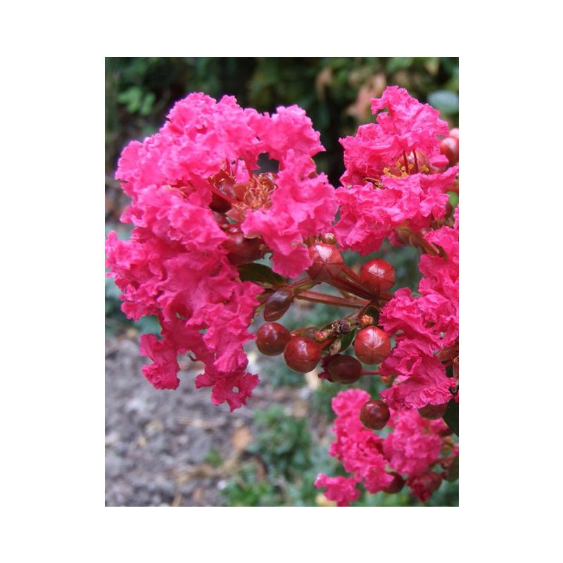 Lagerstroemia Indica Enduring Pink