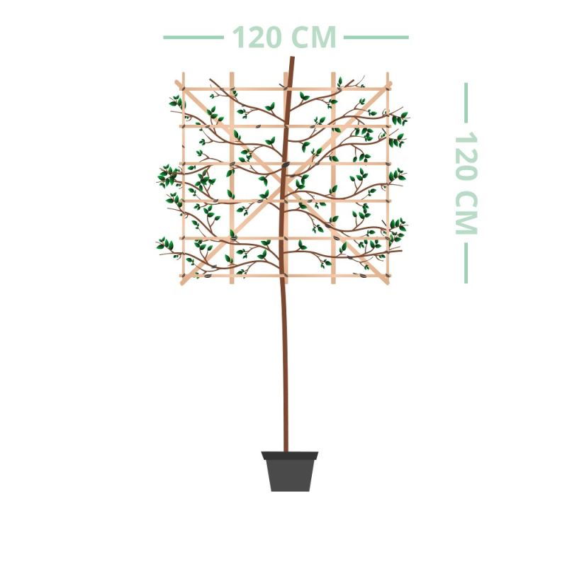 Amelanchier lamarckii - leiboom