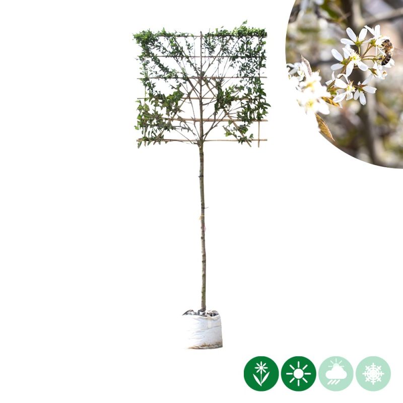 Amelanchier lamarckii - leiboom