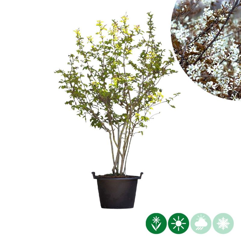 Amelanchier lamarckii - meerstammig 