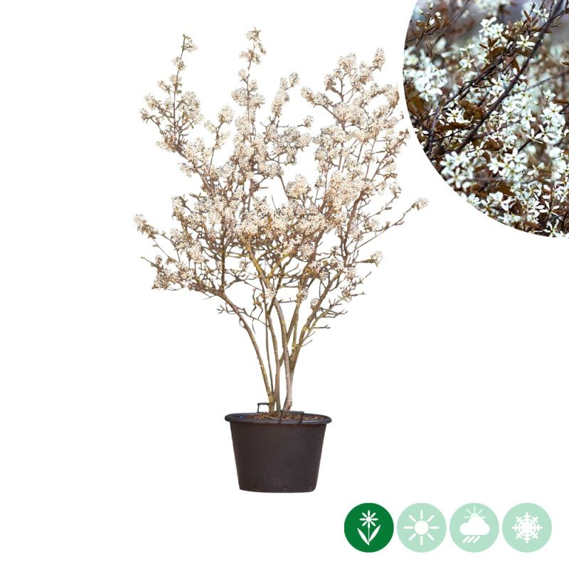 Amelanchier lamarckii - meerstammig 