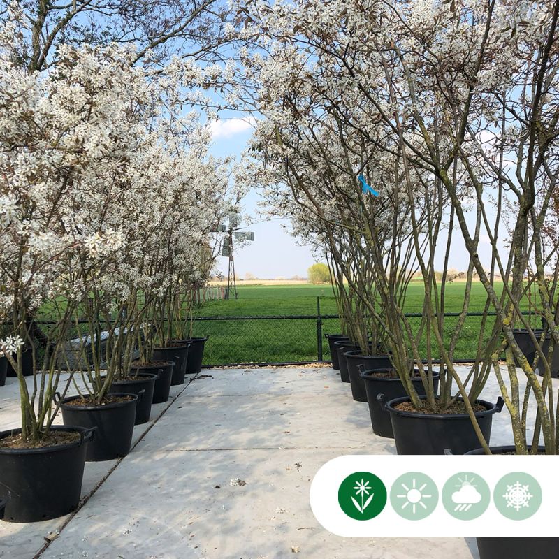 Amelanchier lamarckii - meerstammig 