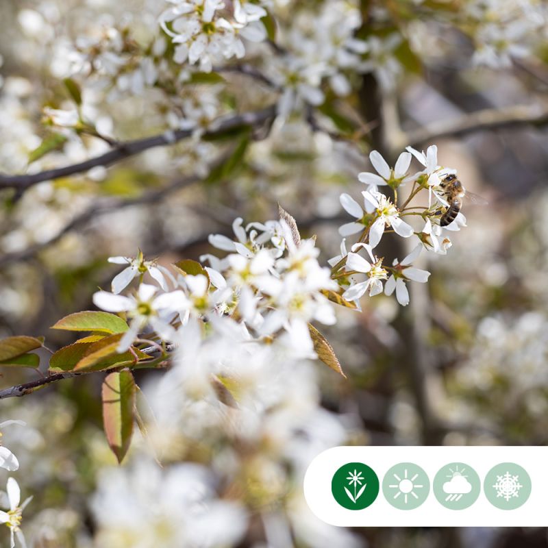 Amelanchier lamarckii