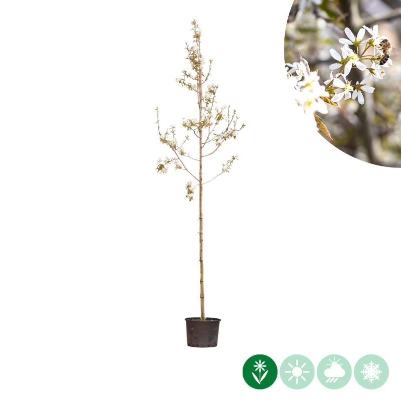 Amelanchier lamarckii