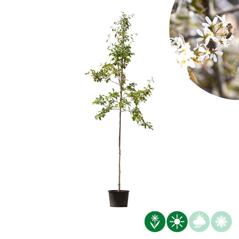 Amelanchier lamarckii