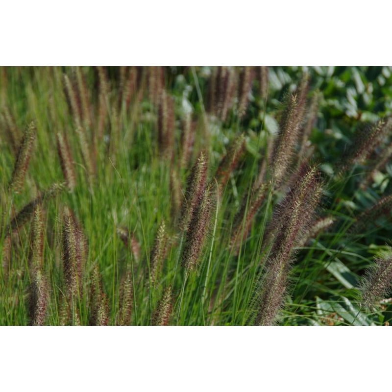 Pennisetum Moudry 