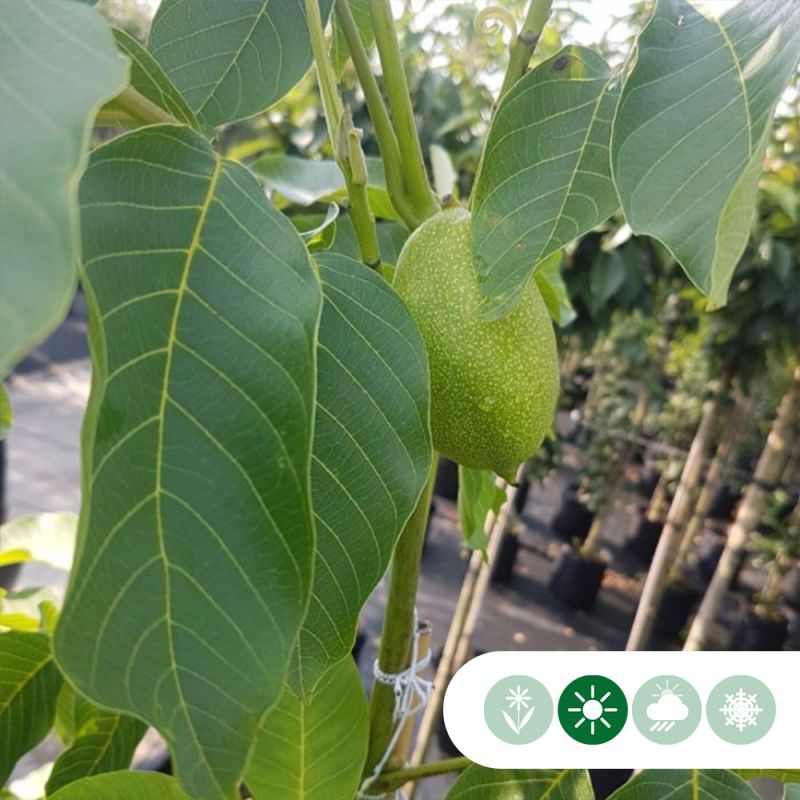 Juglans Lange van Lod