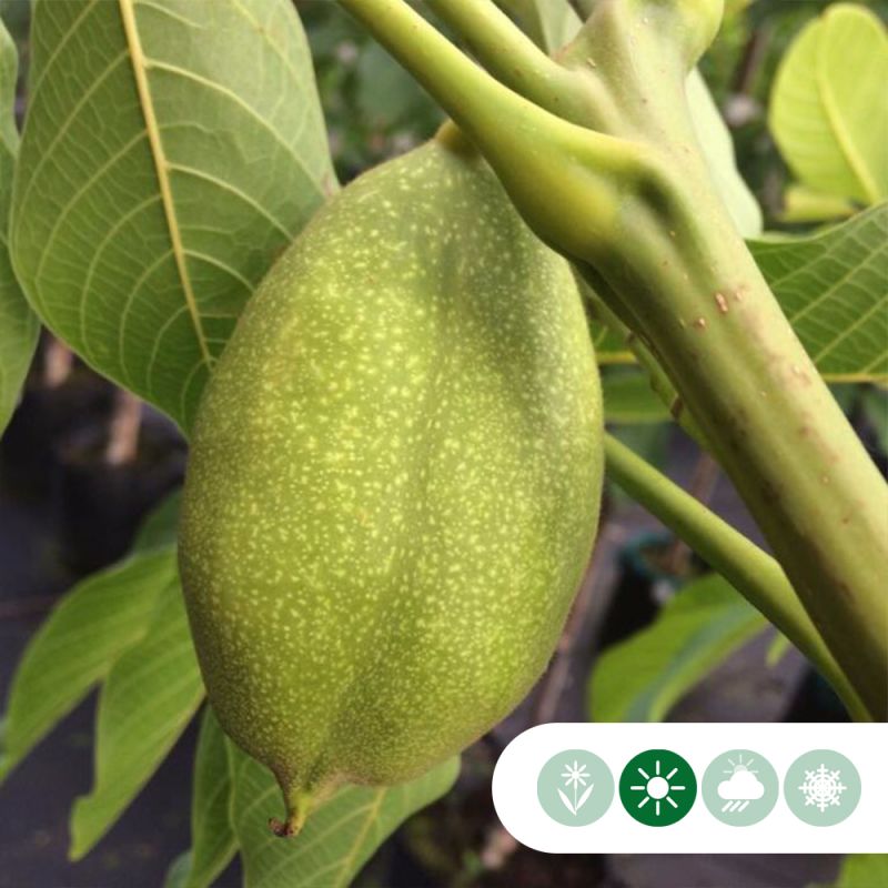 Juglans Lange van Lod