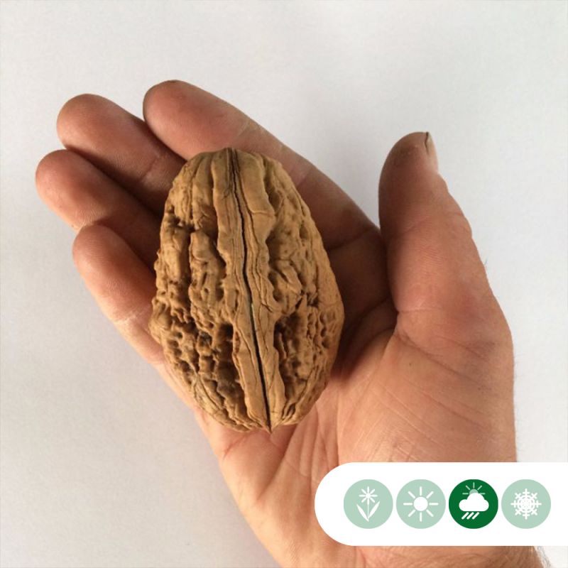 Juglans Lange van Lod