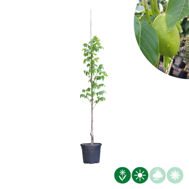 Juglans Lange van Lod