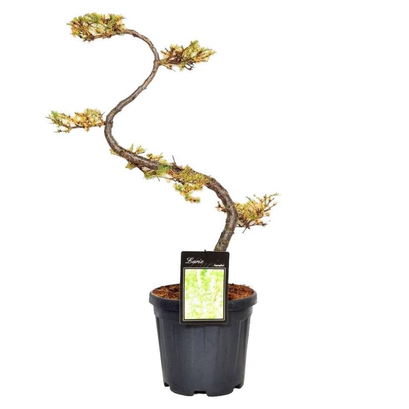 Larix kaempferi - bonsai
