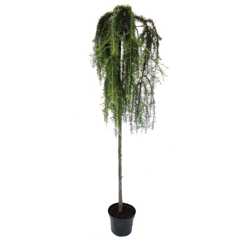 Larix Kaempferi Stiff Weeper - treurvorm