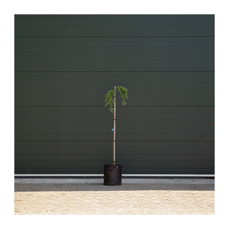 Larix Kaempferi Stiff Weeper - treurvorm