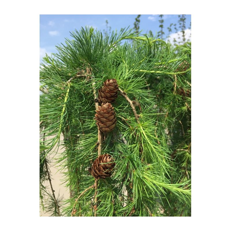 Larix Kaempferi Stiff Weeper - treurvorm