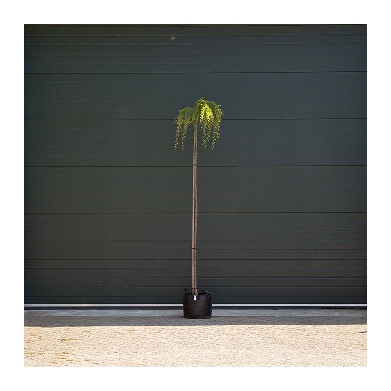 Larix Kaempferi Stiff Weeper - treurvorm