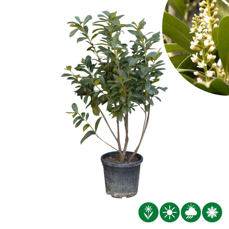 Prunus laurocerasus - meerstammig