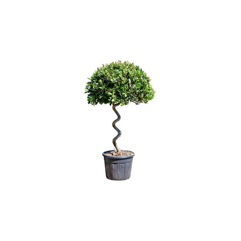 Laurus nobilis - spiraal