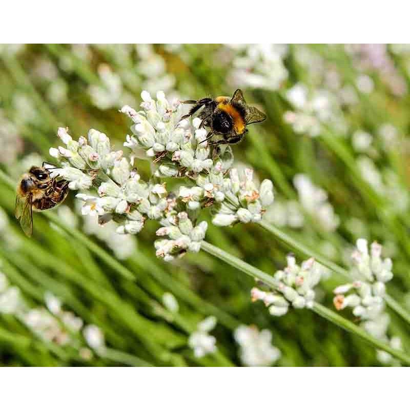 Lavandula angustifolia 'Alba'