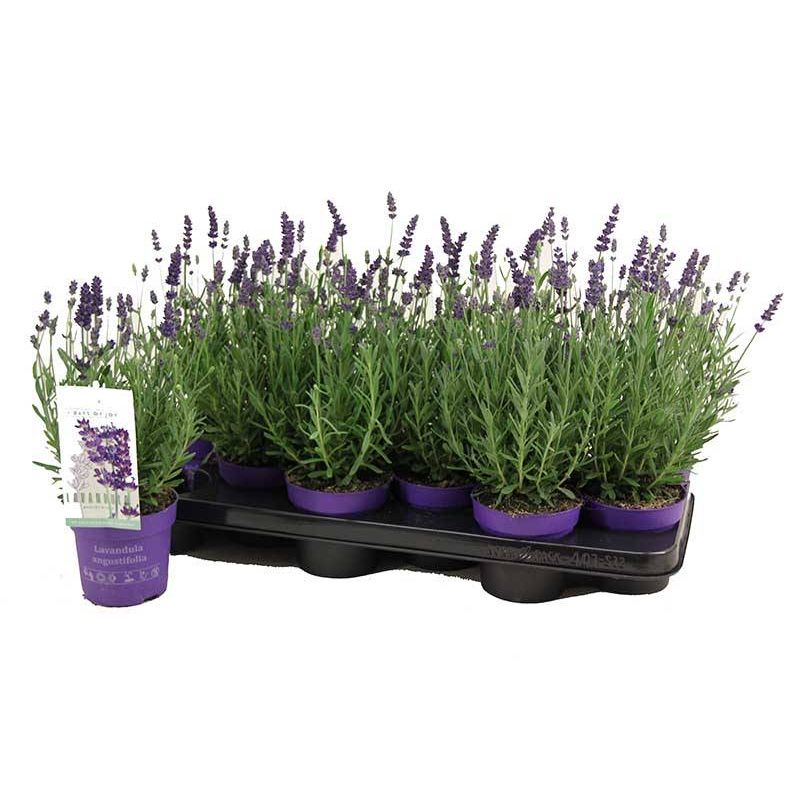 Lavandula Hidcote
