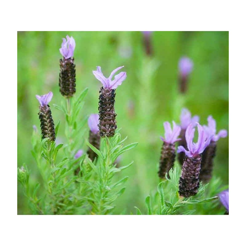 Lavandula stoechas