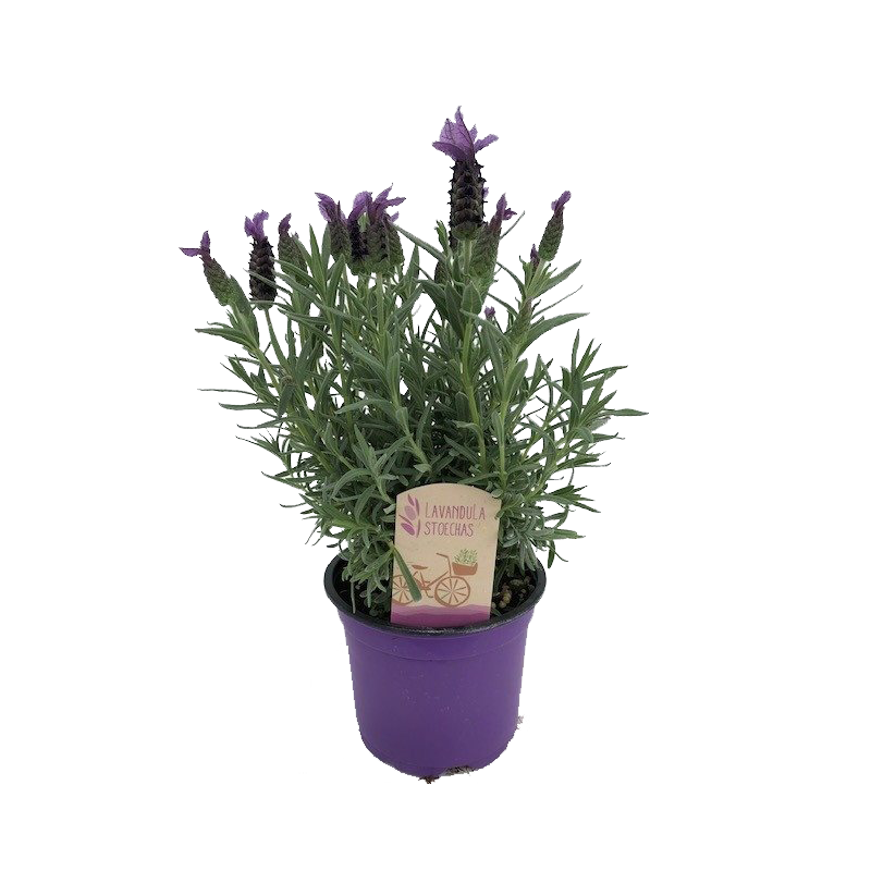 Lavandula stoechas 