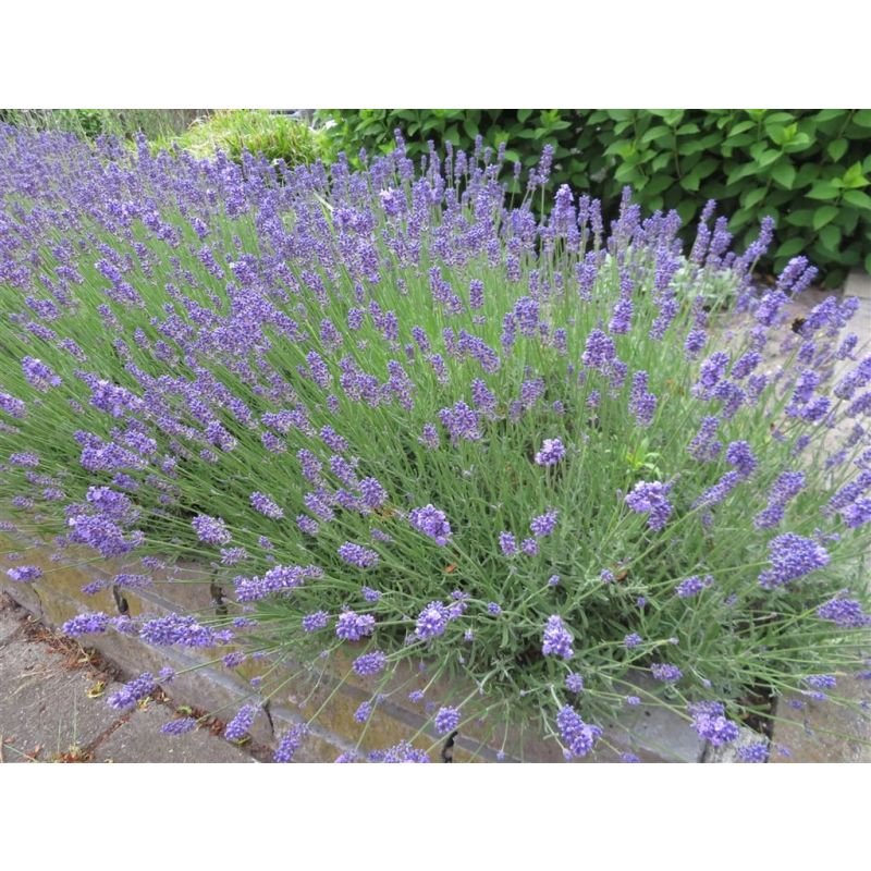 Weekend aanbieding Lavendel 6-pack