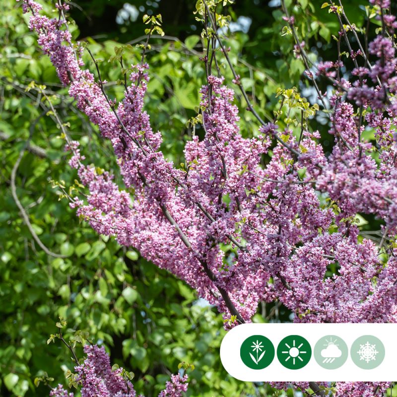 Cercis Lavender Twist