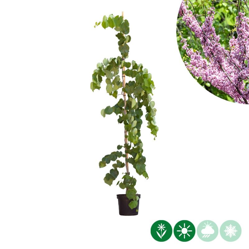 Cercis Lavender Twist