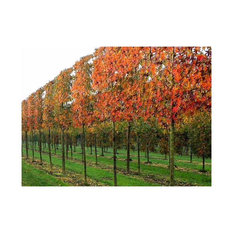 Liquidambar Styraciflua 'Worplesdon' - leiboom