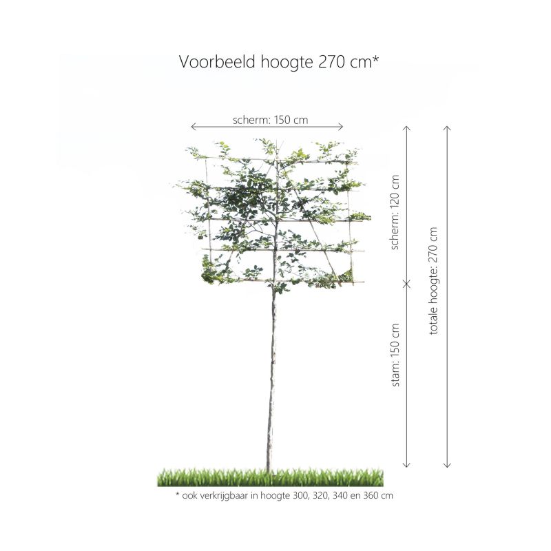Fagus Sylvatica - leiboom