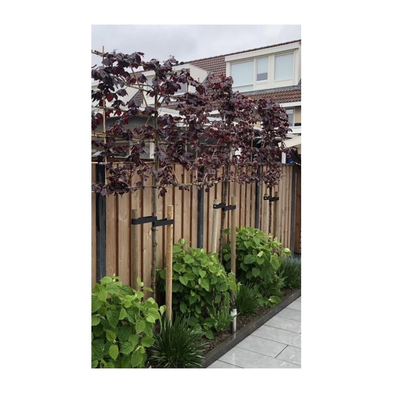 Fagus Atropunicea - leiboom