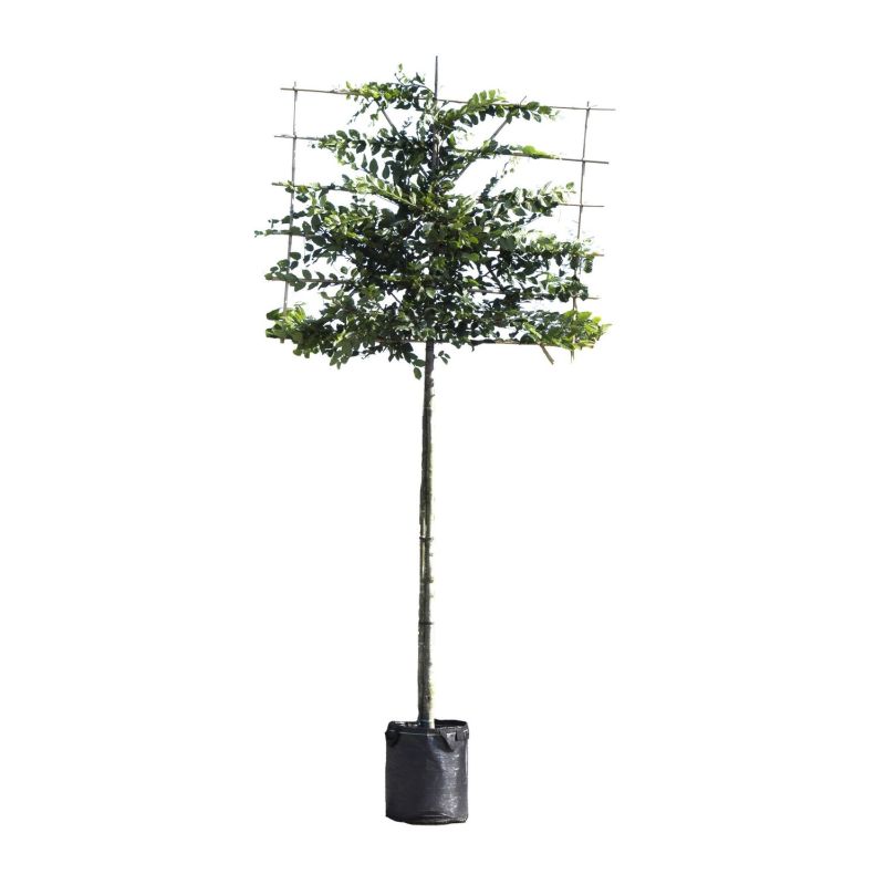 Carpinus Betulus - leiboom