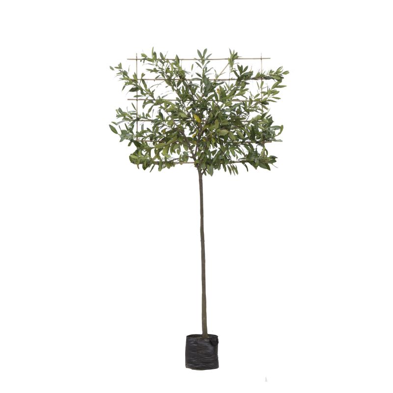 Prunus Laurocerasus Caucasica - leiboom